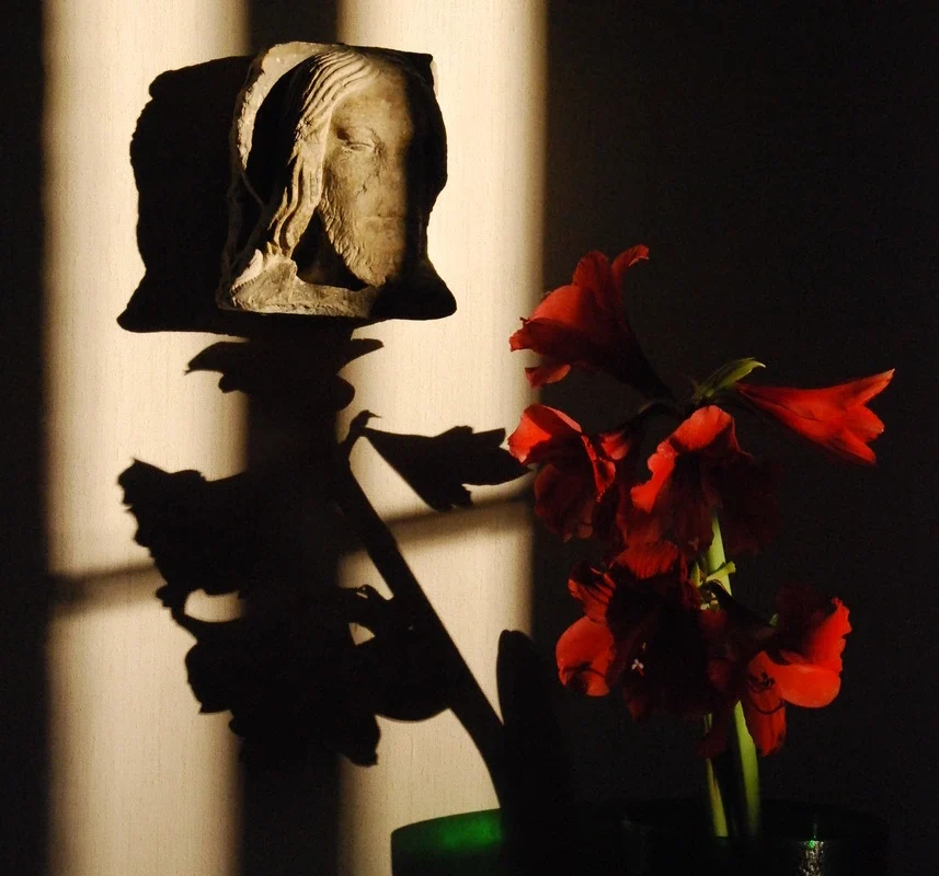 Amaryllis Patricia